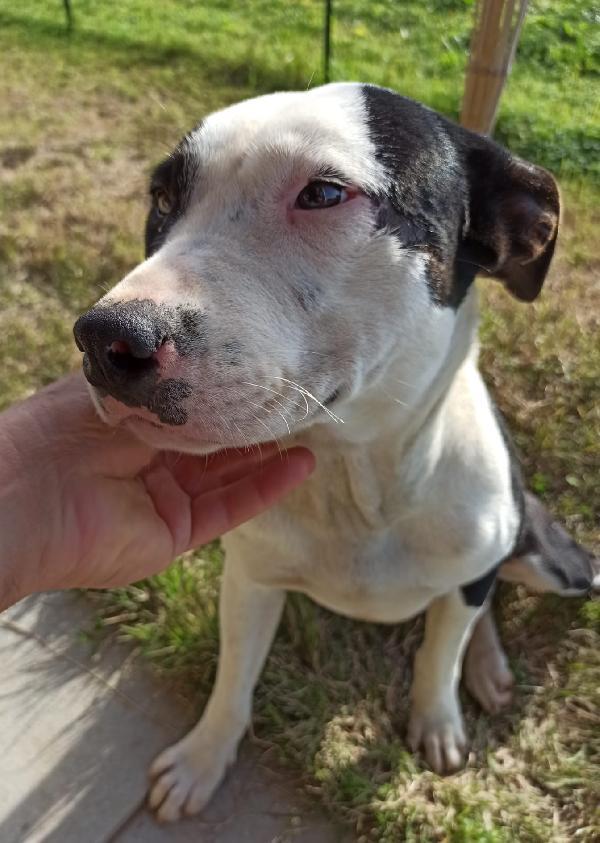 Jack Splendido Giovane Mix Amstaff Cerca Famiglia 